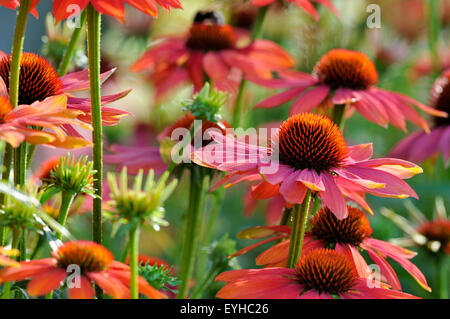 Sonnenhut, Hybrid, verschiedene heiße Sommer (Echinacea SP.), Nordrhein-Westfalen, Deutschland Stockfoto