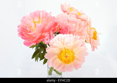 Pfingstrosen (Paeonia) in einer vase Stockfoto