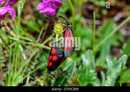 Nahaufnahme Foto von der schlanken Scotch Burnet Motten. Stockfoto