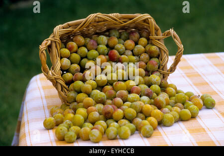 Frankreich, Mosel (57), Früchtekorb Mirabellen Pflaumen / / Mosel (57), panier de Mirabellen Stockfoto