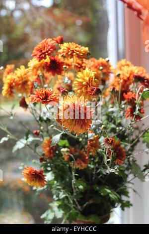 schöne Garten Art Chrysantheme im Sommer helle bouquet Stockfoto