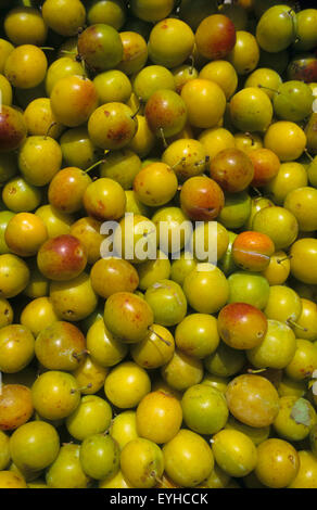 Frankreich, Mosel (57), Früchtekorb Mirabellen Pflaumen / / Mosel (57), panier de Mirabellen Stockfoto