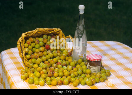 Frankreich, Mosel (57), Korb mit frischen Mirabellen Pflaumen Früchte mit Likör und Marmelade / / Mosel (57), panier de Mirabellen Fraich Stockfoto