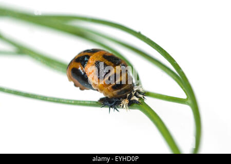 Larve; Asiatischer; Marienkaefer; Verpuppung, Stockfoto