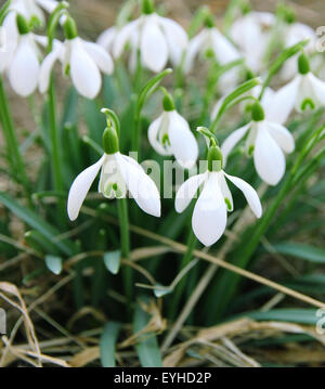 Weiße Schneeglöckchen gehört zu den ersten Frühling, die Blumen im Frühling Hintergrund verwenden können Stockfoto