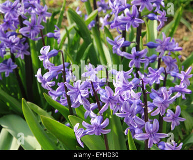 Violette Hyazinthen (Hyacinthus) gehört zu den ersten schönen Frühling, die Blumen als Hintergrund verwenden können Stockfoto