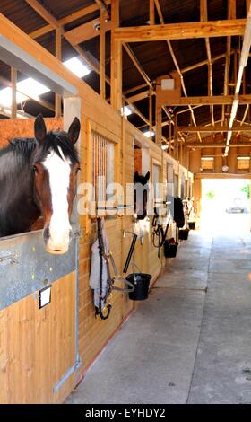 Porträt von einem Pferd im Stall Stockfoto