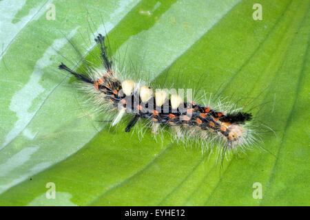 Schlehen-Buerstenspinner, Orgyia Antiqua, Stockfoto