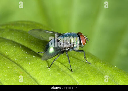 Seidengoldfliege; Lucilia Sericata; Phaenicia Sericata; Stockfoto