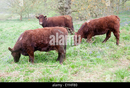 Rot-Umfrage Vieh in einem Feld in der Nähe von Sudbourne, Suffolk, England, UK Stockfoto