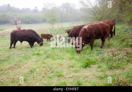 Rot-Umfrage Vieh in einem Feld in der Nähe von Sudbourne, Suffolk, England, UK Stockfoto