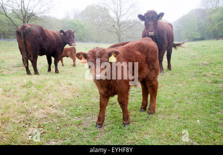 Rot-Umfrage Vieh in einem Feld in der Nähe von Sudbourne, Suffolk, England, UK Stockfoto