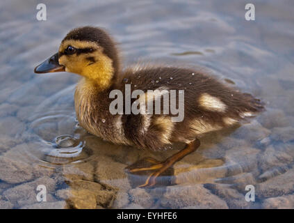 Entlein der Stockente (Anas Platyrhynchos) schwimmen am Idrosee, Italien Stockfoto