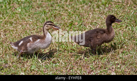 Paar von Entenküken Stockenten (Anas Platyrhynchos) Idrosee, Italien Stockfoto