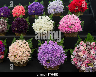 Anzeige der Zuckererbsen Platterbse man Cheshire Flower Show Tatton Park England Stockfoto