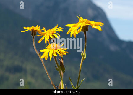 Arnika; Arnika Montana; Gebirgspflanze; Stockfoto