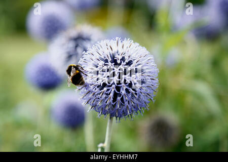 Hummel pollenating Flockenblume Blume im Beddington Park Stockfoto