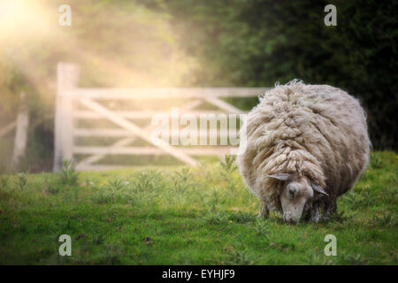 ein Schaf auf einer Wiese weiden Stockfoto