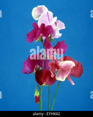 Duftwicke, Lathyrus man, Stockfoto