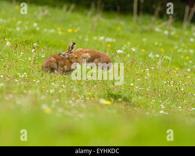 Schneehasen, Irland Stockfoto