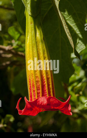 Brugmansia sanguineaund, rote Brugmansia an Tanicuchi, Ecuador Stockfoto
