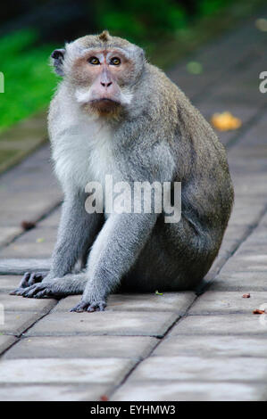 Eine Krabbe zu essen oder lange tailed Macaque Affen, Macaca Fascicularis, auf den Spuren eines Tempels, Bali, Indonesien Stockfoto