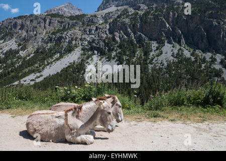 paar süße Esel auf dem Boden mit Alpen im Hintergrund Stockfoto