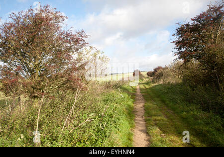 Der Ridgeway Langstrecken-Wanderweg aus Vorgeschichte auf Overton Hill, Marlborough Downs, Wiltshire, England, UK Stockfoto