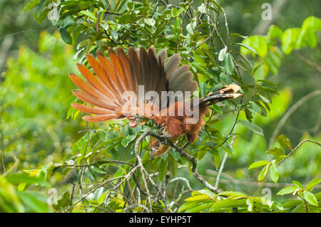 Opisthocomus Hoazin, Hoatzin, Stinkbird, Napo Fluss in Ecuador Stockfoto