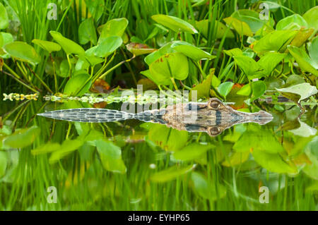 Melanosuchus Niger, Schwarz Caiman im Napo Lagune, Ecuador Stockfoto