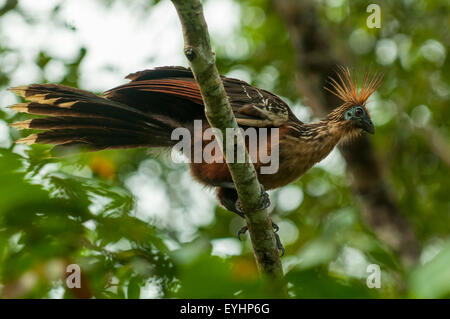 Opisthocomus Hoazin, Hoatzin, Stinkbird, Napo Fluss in Ecuador Stockfoto