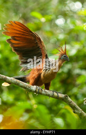 Opisthocomus Hoazin, Hoatzin, Stinkbird, Napo Fluss in Ecuador Stockfoto