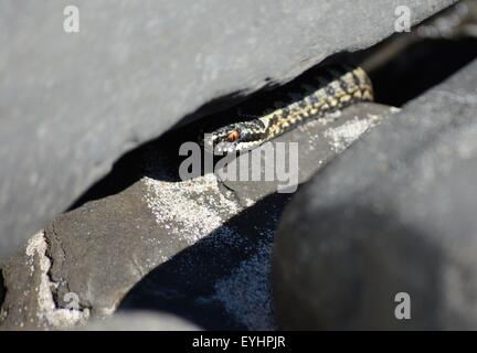 Natternschlange, die an einem Strand, Dorset, Großbritannien, durch Felsen gleitet Stockfoto