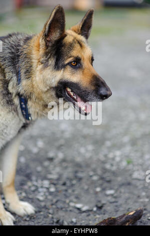 Deutscher Schäferhund Stockfoto