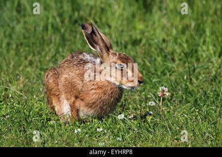 Brauner Hase Lepus Europaeus saß in Wiese mit Klee Stockfoto