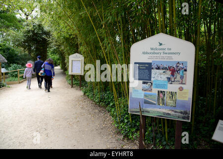 Abbotsbury Swannery, Dorset, England, UK Stockfoto