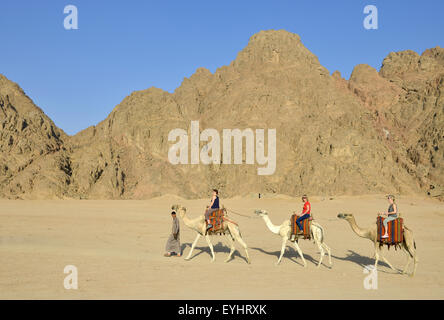 Touristen auf einem Kamel reiten in der Nähe von Sharm El Sheikh Ägypten Stockfoto