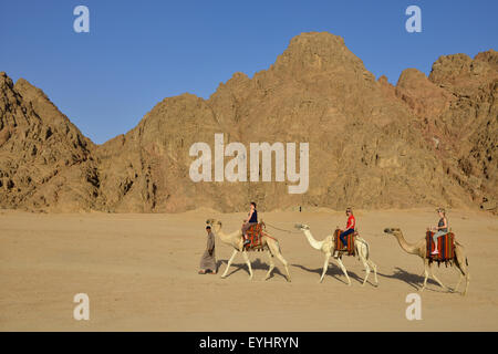 Touristen auf einem Kamel reiten in der Nähe von Sharm El Sheikh Ägypten Stockfoto