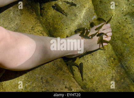 Banjaran Hot Springs, knabbern Garra Rufa oder Arzt Fisch am Fuße des einer Person, die eine Spa-Behandlung, Malaysia Stockfoto