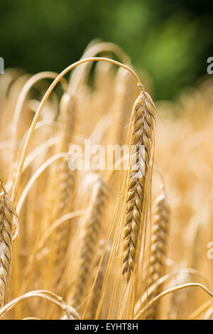 Ähren im Wind wehen, während Sommer Cannock Staffordshire uk Stockfoto