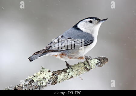 Ein männlichen weißen Brüsten Kleiber (Sitta Carolinensis) hocken auf einem Ast an einem verschneiten Wintertag. Stockfoto