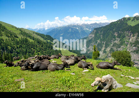 Büffel, Himachal Pradesh, Indien Stockfoto