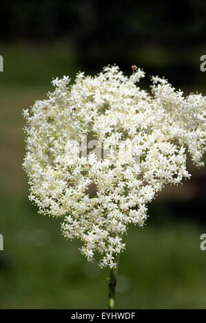 Weisser, Holunder; Haschberg; Holunderbeere; Sambucus Nigra; Heilpflanze; Stockfoto