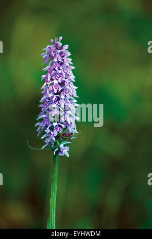 Gemeinsame gefleckte Orchidee, Shore Holz, Loch Lomond National Nature Reserve, Loch Lomond und Trossachs National Park Stockfoto