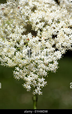 Weisser, Holunder; Haschberg; Holunderbeere; Sambucus Nigra; Heilpflanze; Stockfoto