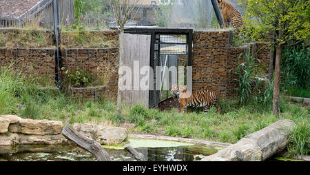 2 Sumatra-Tiger im Tiger Territory durch Tor stehend und sitzend Hochwand Blick zu beobachten Stockfoto