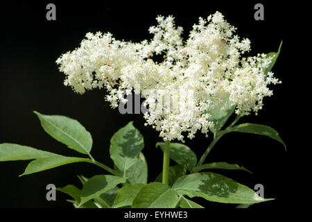 Weisser, Holunder; Haschberg; Holunderbeere; Sambucus Nigra; Heilpflanze; Stockfoto