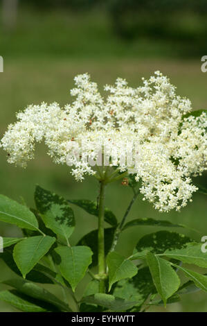 Weisser, Holunder; Haschberg; Holunderbeere; Sambucus Nigra ...
