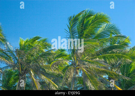 Eine Reihe von Kokosnuss-Palmen in Beach Park, Fortaleza, Ceará, Brasilien. Stockfoto