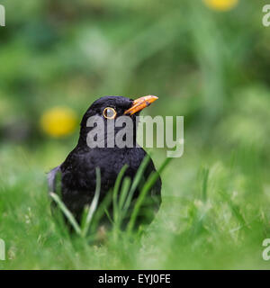 Gemeinsamen Amsel (Turdus Merula) männlich Gras auf dem Boden auf Nahrungssuche Stockfoto